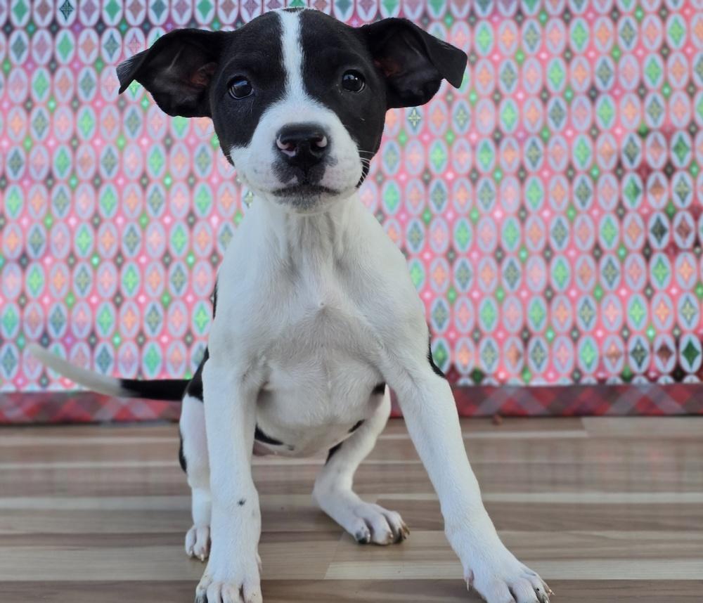 Ada, a Adoptable mixed breed in Sedalia, CO image 5/6