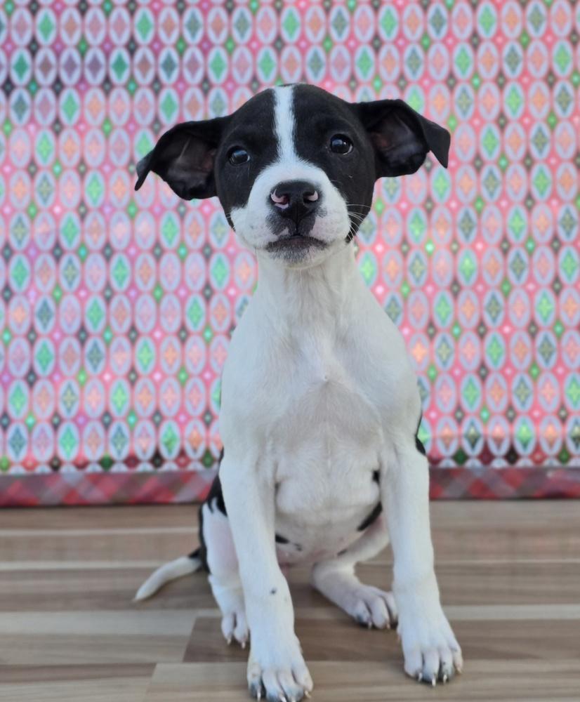 Ada, a Adoptable mixed breed in Sedalia, CO image 6/6