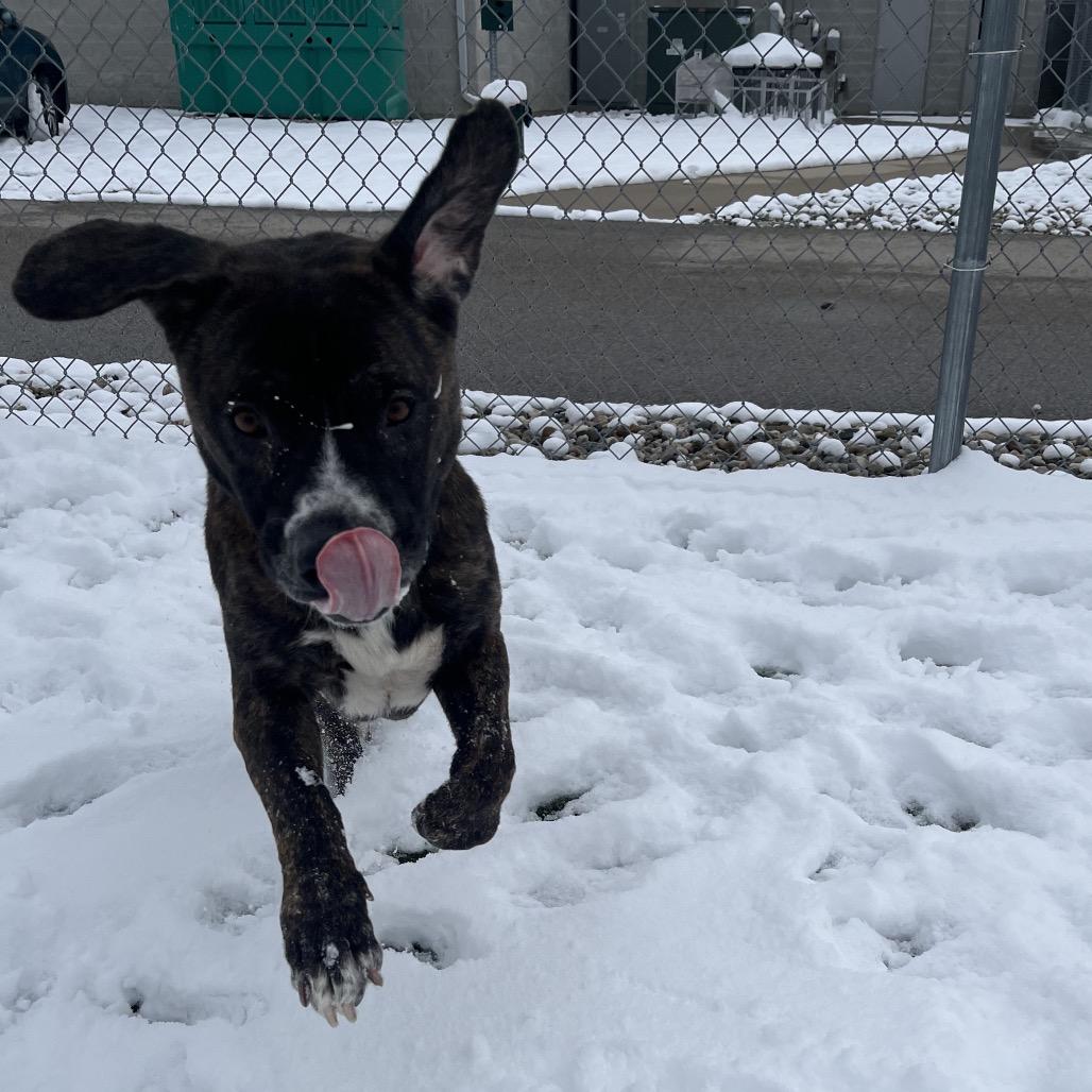 Portugal, Adoptable, Adult Male Pit Bull Terrier.