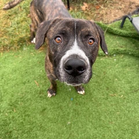 Enlarge Portugal, a Adoptable mixed breed in Bristol, IN image 1/6