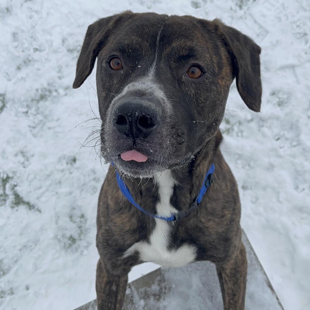 Enlarge Portugal, a Adoptable mixed breed in Bristol, IN image 2/6