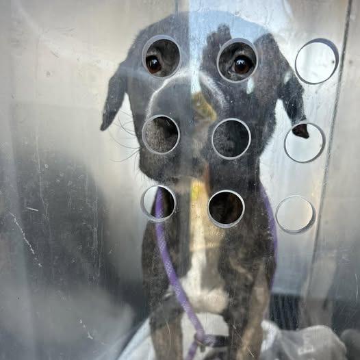 Portugal, a Adoptable mixed breed in Bristol, IN image 3/6