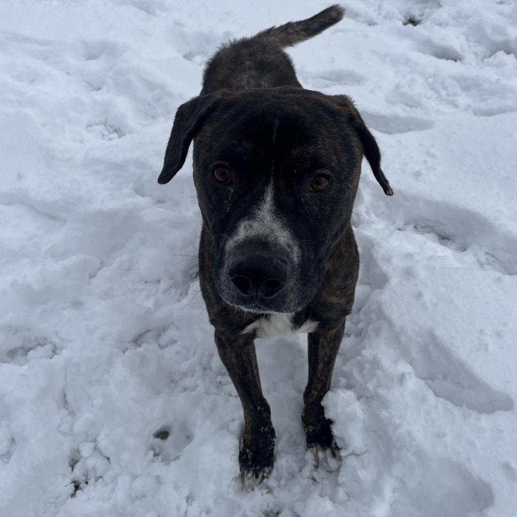 Enlarge Portugal, a Adoptable mixed breed in Bristol, IN image 3/6