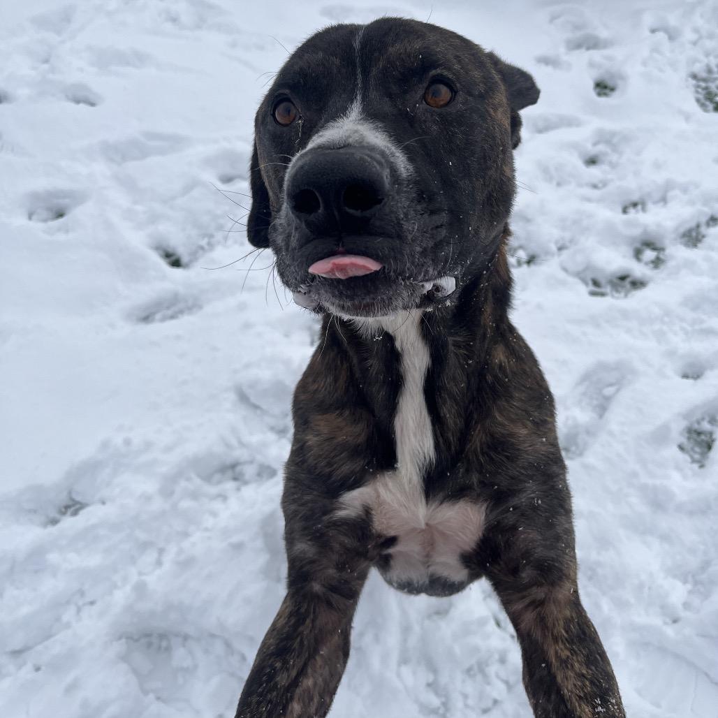 Enlarge Portugal, a Adoptable mixed breed in Bristol, IN image 5/6