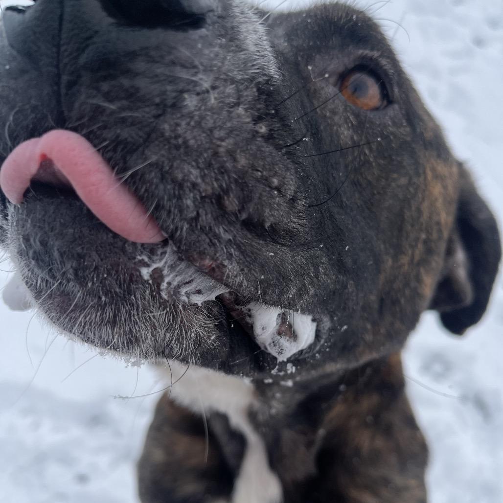 Portugal, a Adoptable mixed breed in Bristol, IN image 5/6