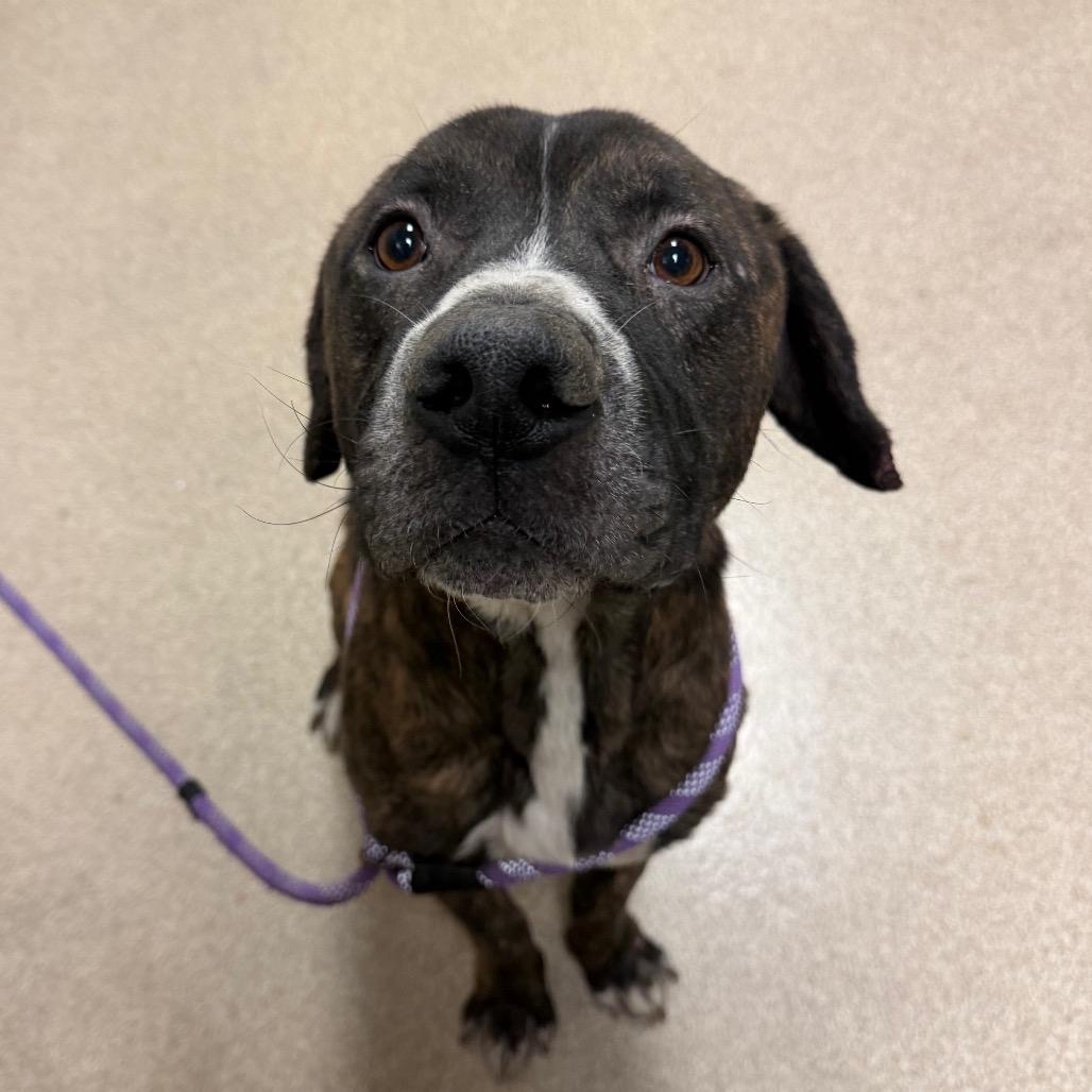 Portugal, a Adoptable mixed breed in Bristol, IN image 6/6