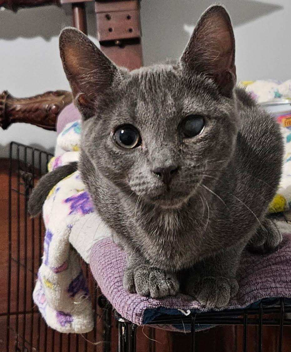 Enlarge Binx - little survivor, a ADOPTABLE mixed breed in Hendersonville, TN image 1/2