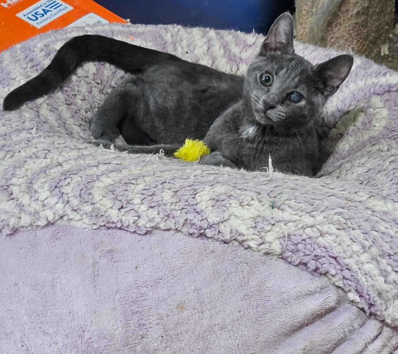 Enlarge Binx - little survivor, a ADOPTABLE mixed breed in Hendersonville, TN image 2/2