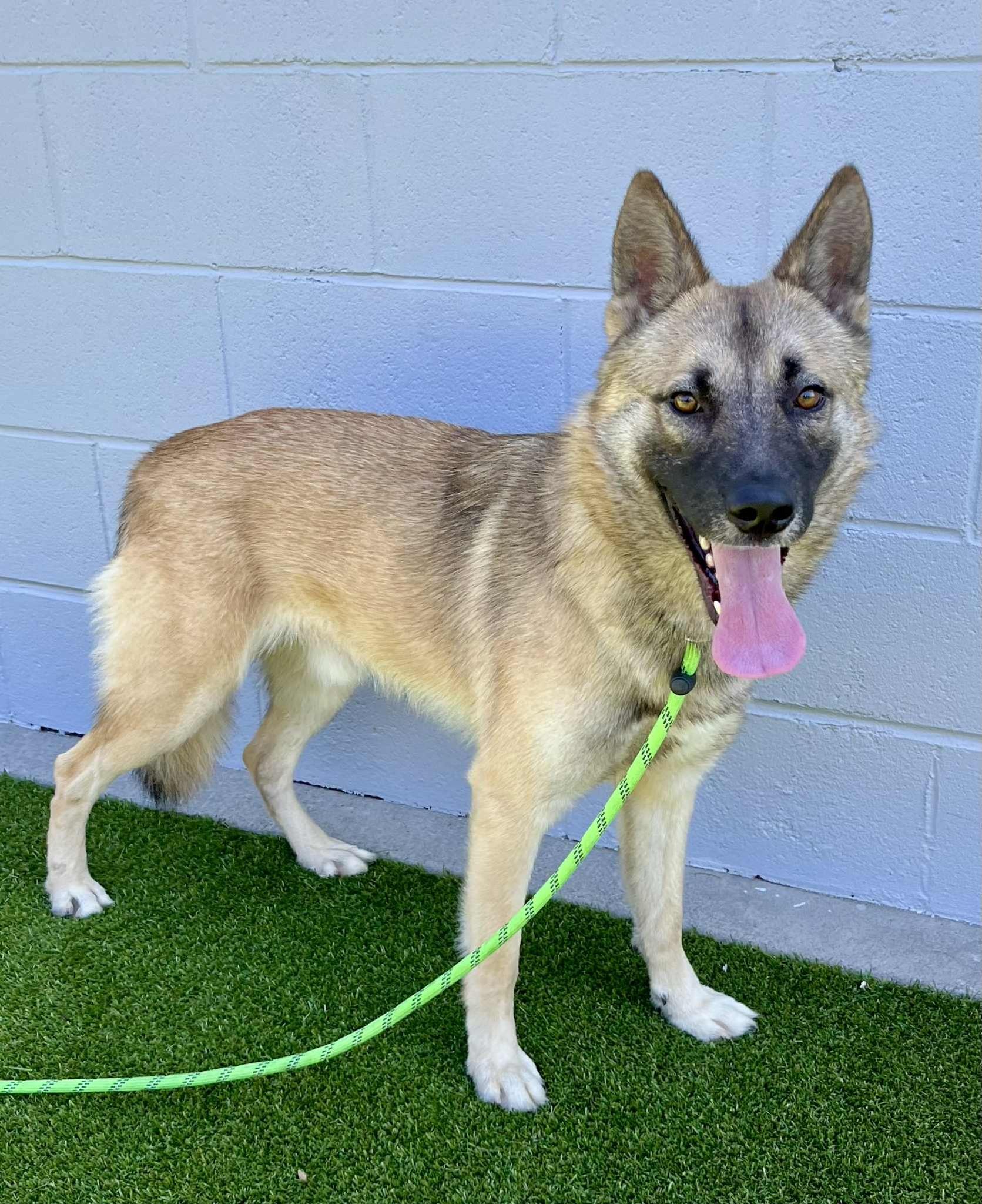 Teddy – The Goofy Wallflower with a Heart of Gold, a Adoptable German Shepherd Dog in San Bernardino, CA image 1/4