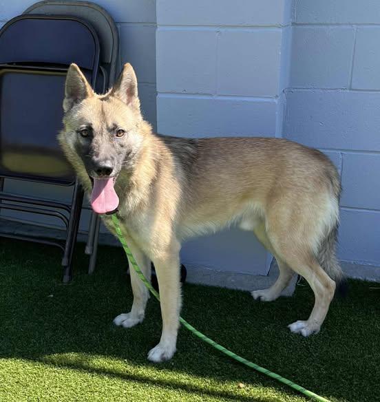 Teddy – The Goofy Wallflower with a Heart of Gold, a Adoptable German Shepherd Dog in San Bernardino, CA image 2/4