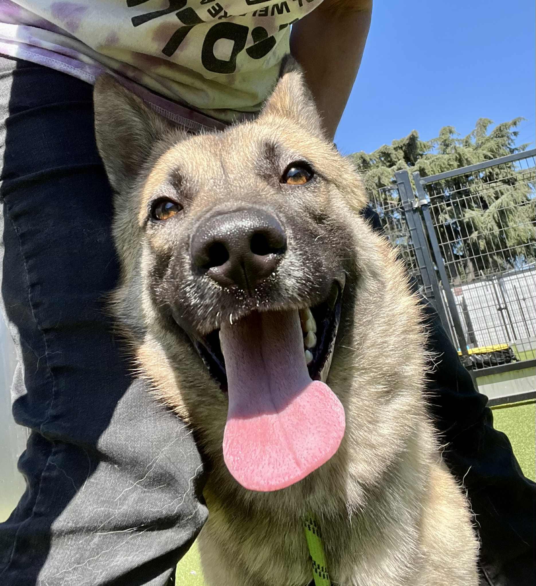 Teddy – The Goofy thumbnail 3