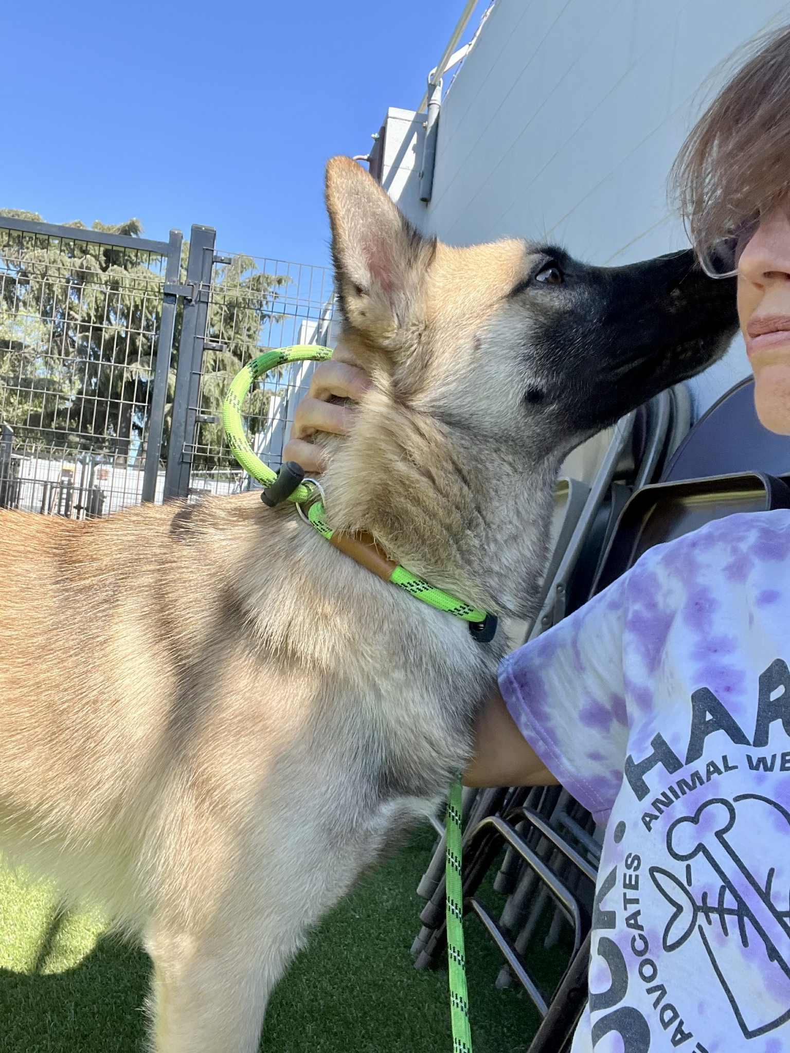 Teddy – The Goofy Wallflower with a Heart of Gold, a Adoptable German Shepherd Dog in San Bernardino, CA image 4/4