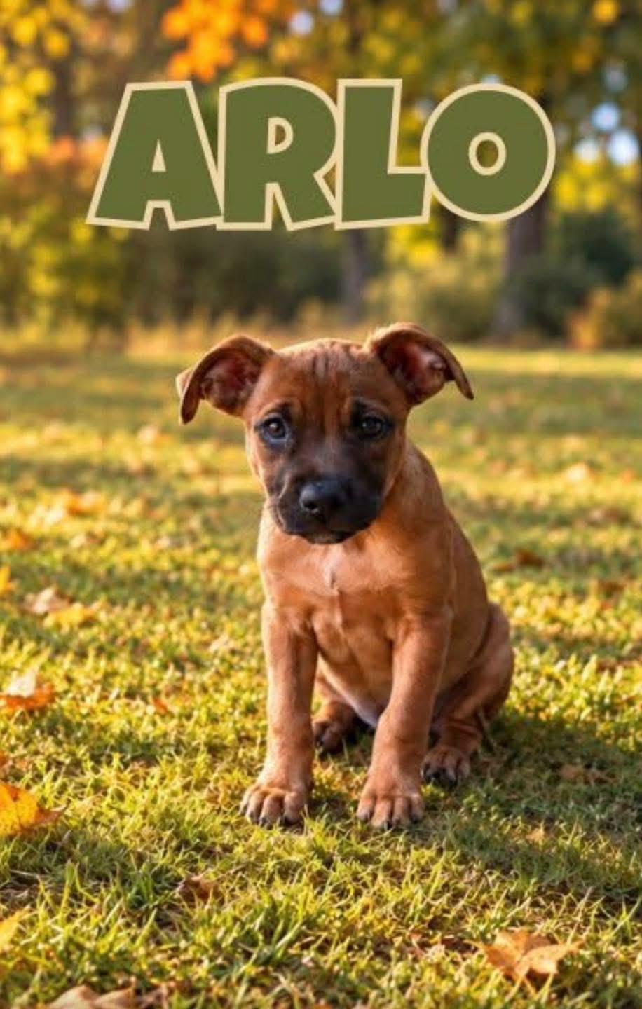 Arlo, Adoptable, Puppy Male Mixed Breed.