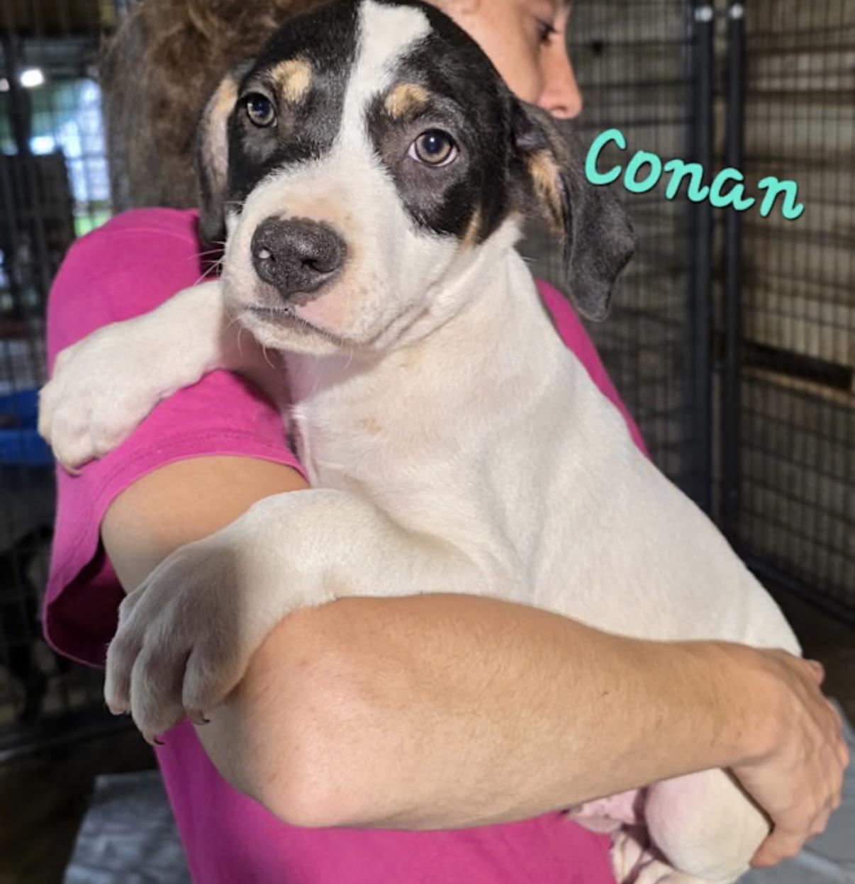 Enlarge Conan, a Adoptable mixed breed in Watertown, CT image 3/4