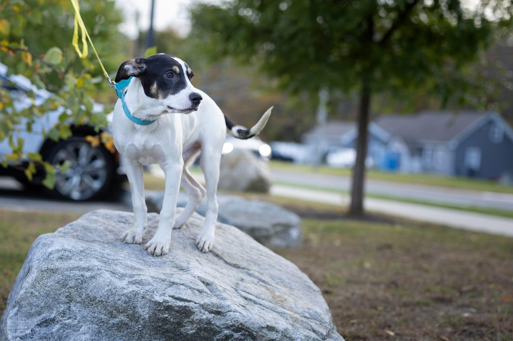 Enlarge Conan, a Adoptable mixed breed in Watertown, CT image 2/4