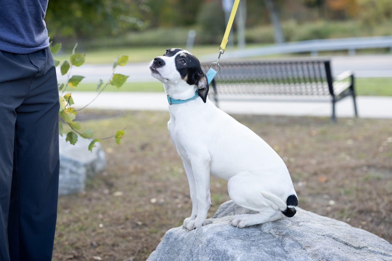Conan, Adoptable, Puppy Male Beagle & Basset Hound.