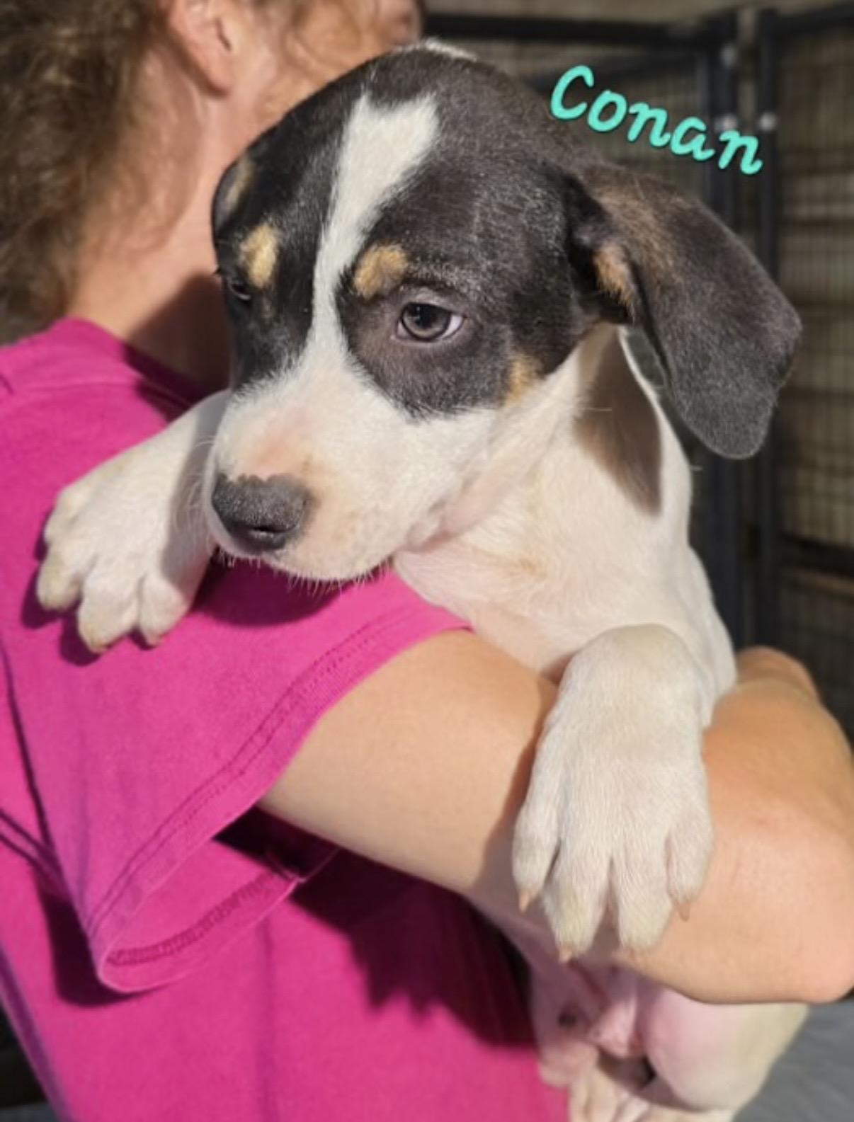 Enlarge Conan, a Adoptable mixed breed in Watertown, CT image 4/4