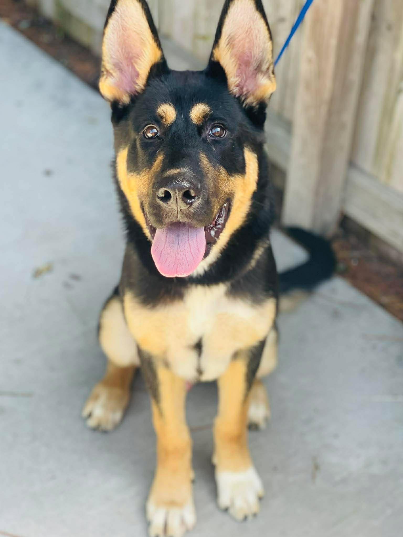 AC- 4746 "Baylor'' Rescue Only, ADOPTABLE, Adult Male German Shepherd Dog.