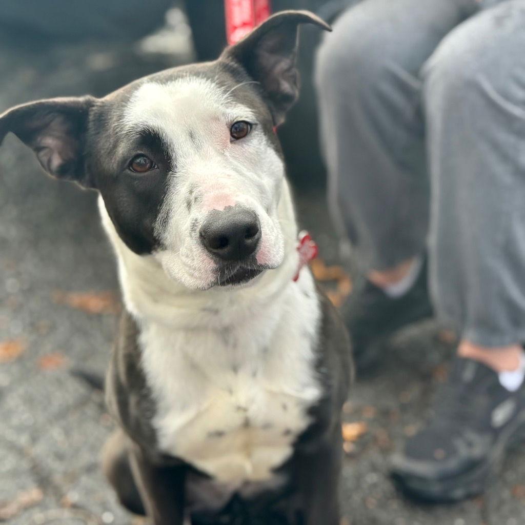 Faye, Adoptable, Young Female Terrier & Terrier.