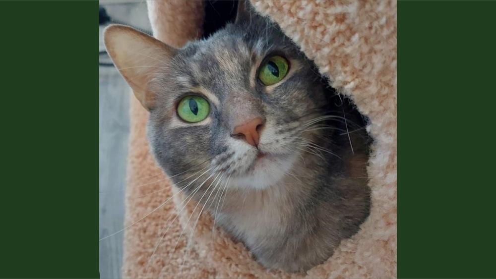 Misty, Adoptable, Adult Female Domestic Short Hair.