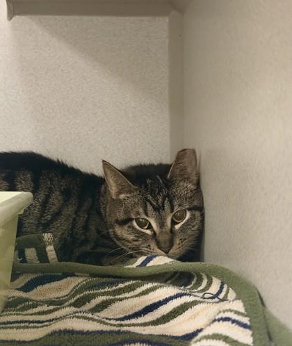 Enlarge Katniss, a Adoptable mixed breed in Quakertown, PA image 1/1