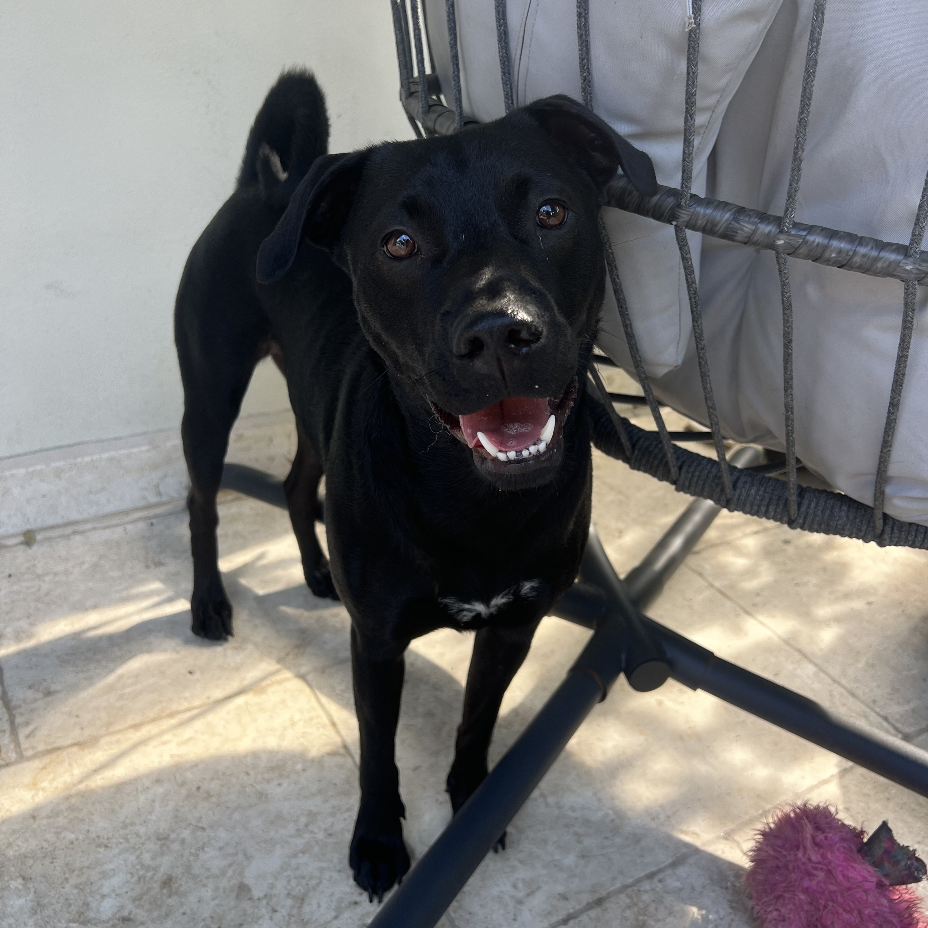 Ranger, an adoptable Black Labrador Retriever in Miami, FL, 33137 | Photo Image 2
