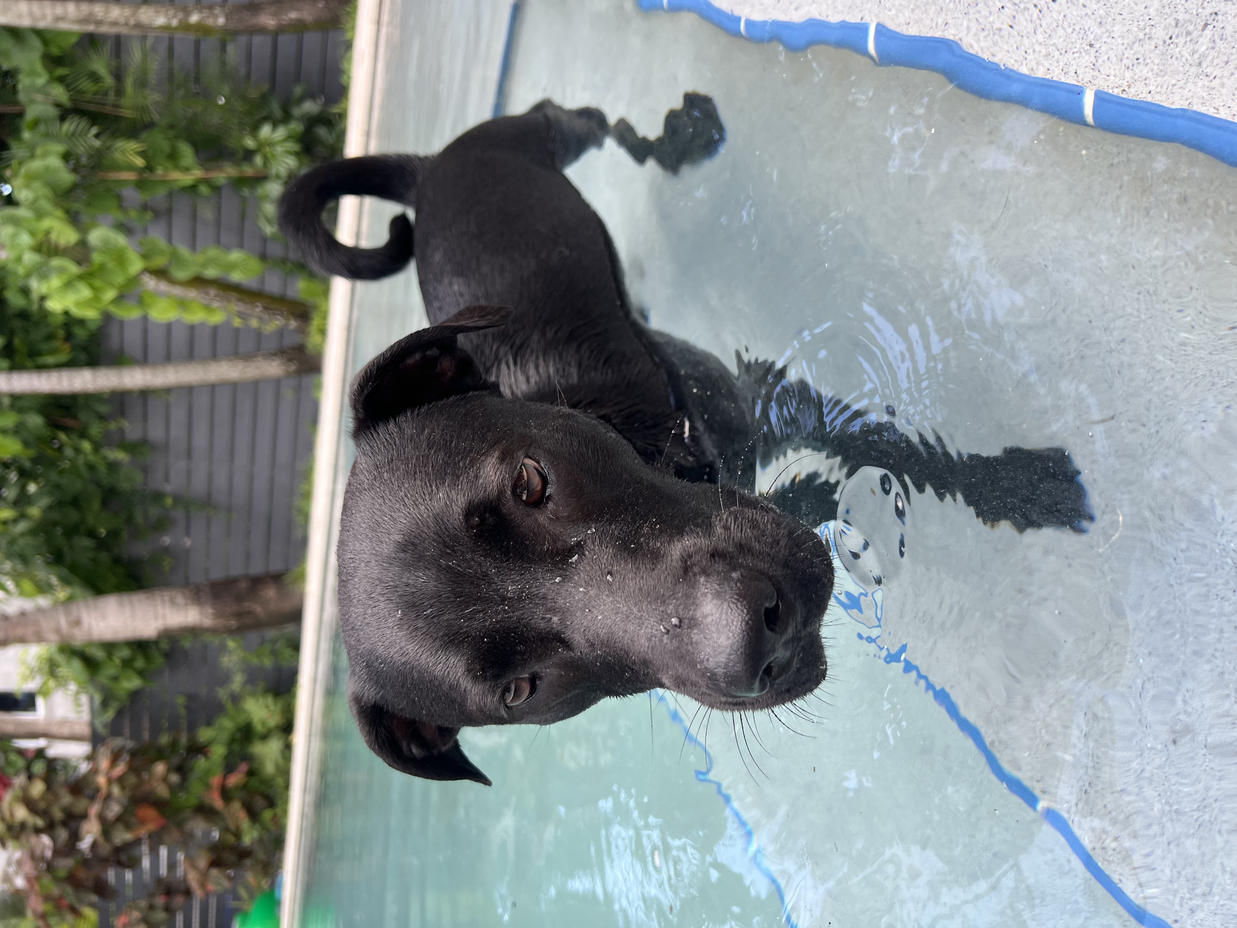 Ranger, an adoptable Black Labrador Retriever in Miami, FL, 33137 | Photo Image 5