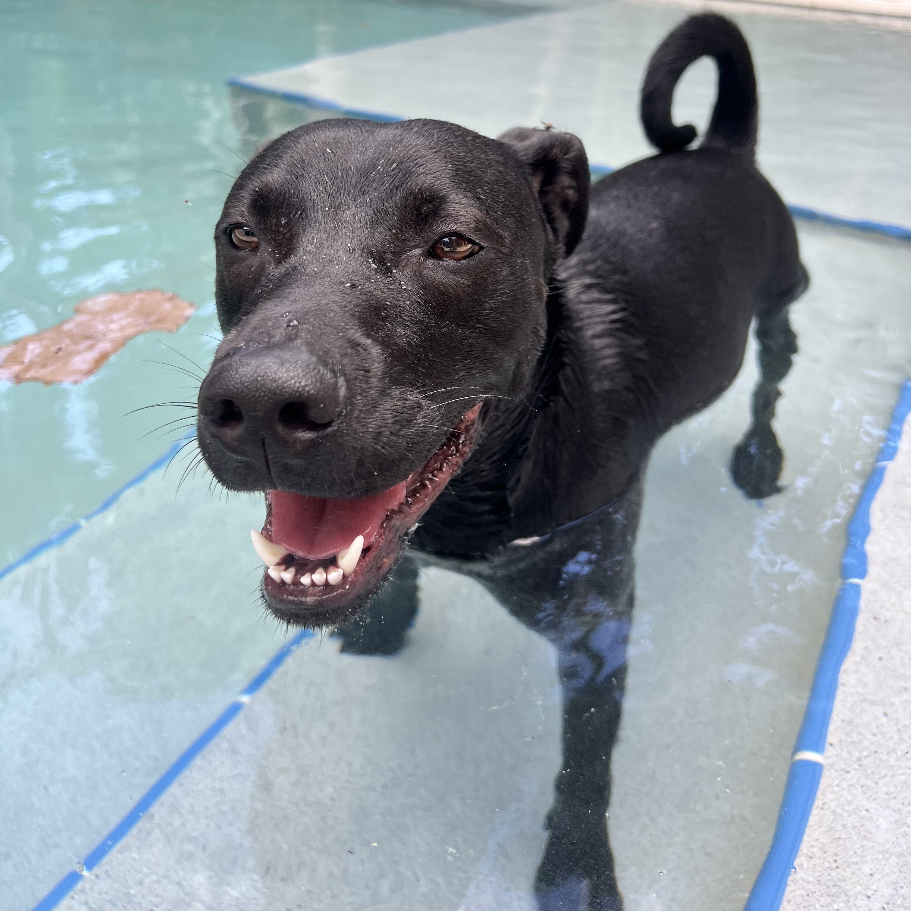 Ranger, an adoptable Black Labrador Retriever in Miami, FL, 33137 | Photo Image 1