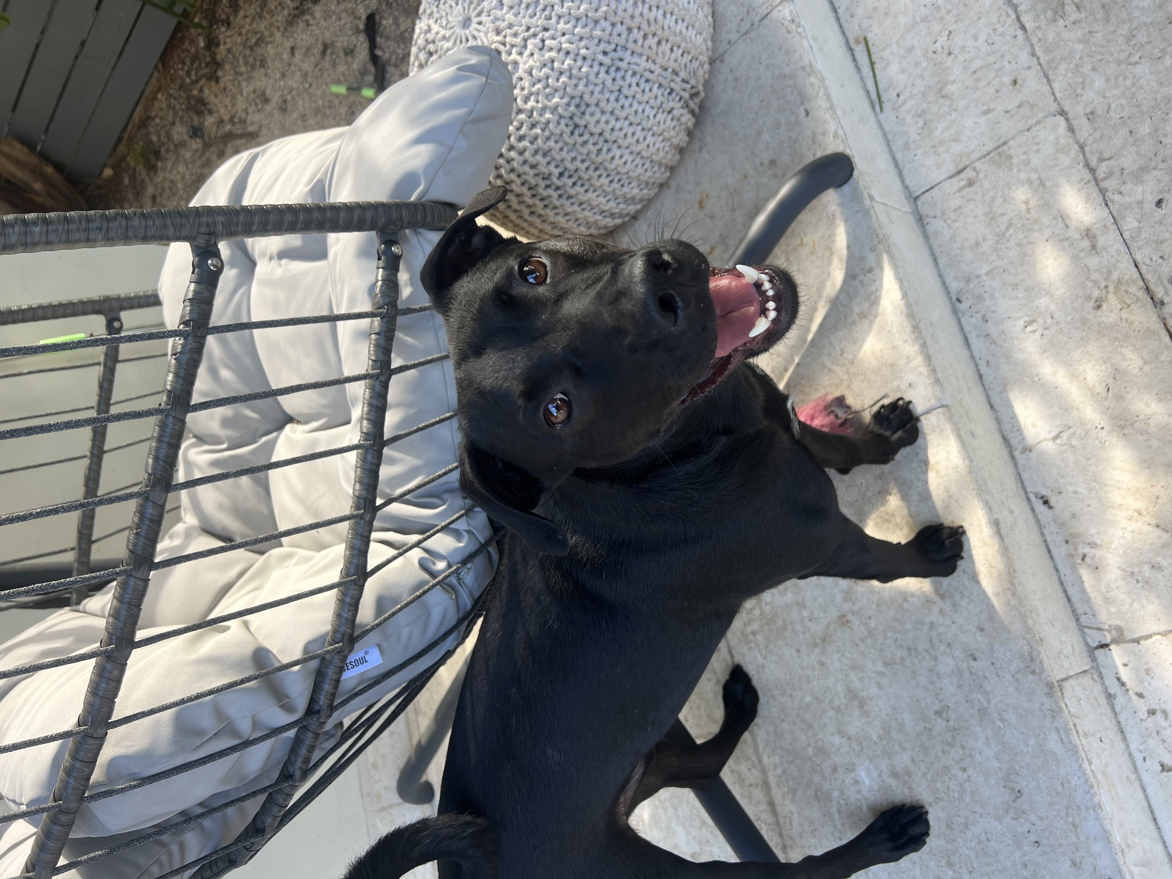 Ranger, an adoptable Black Labrador Retriever in Miami, FL, 33137 | Photo Image 4
