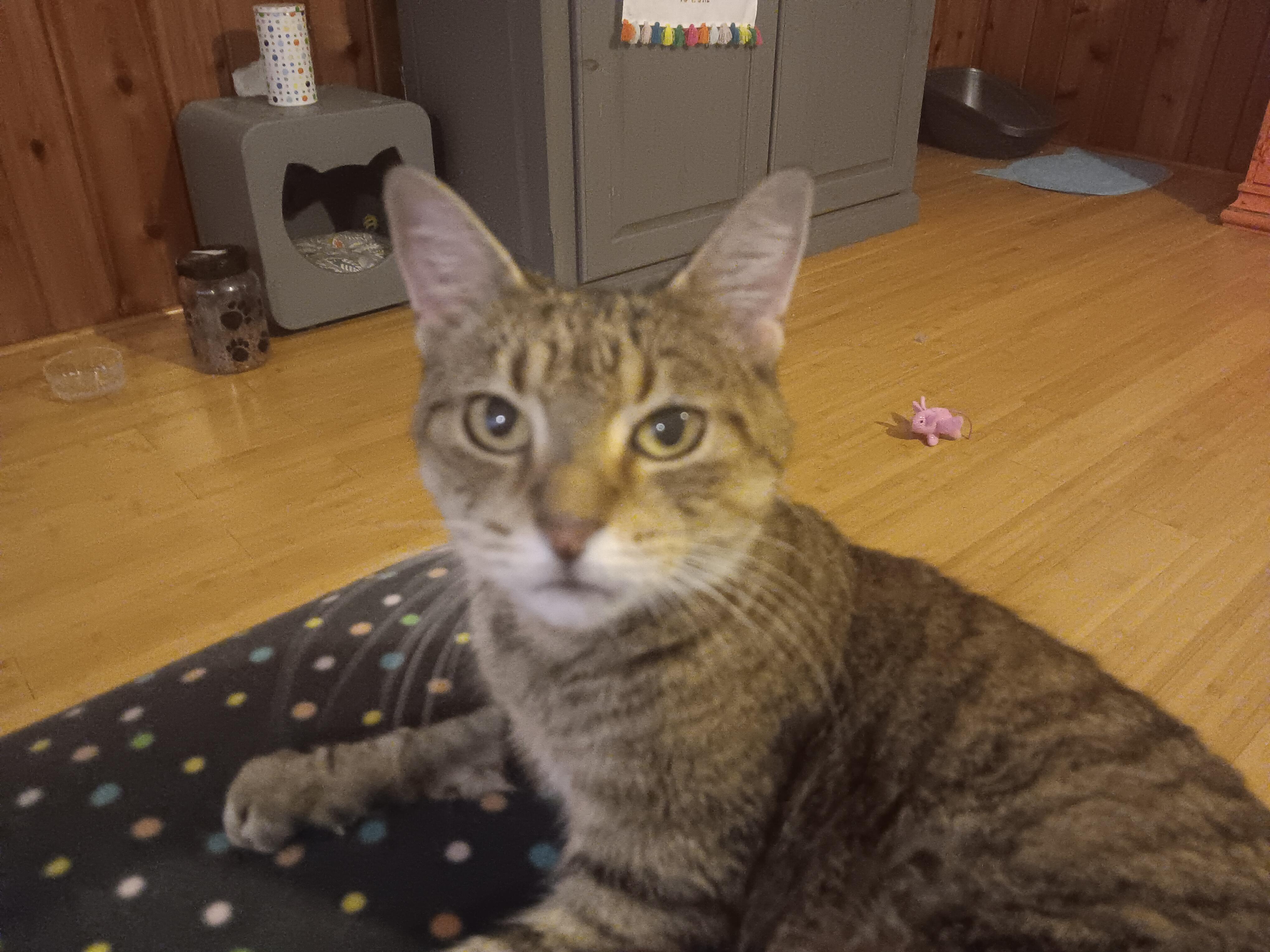 Martha, Adoptable, Young Female Tabby.