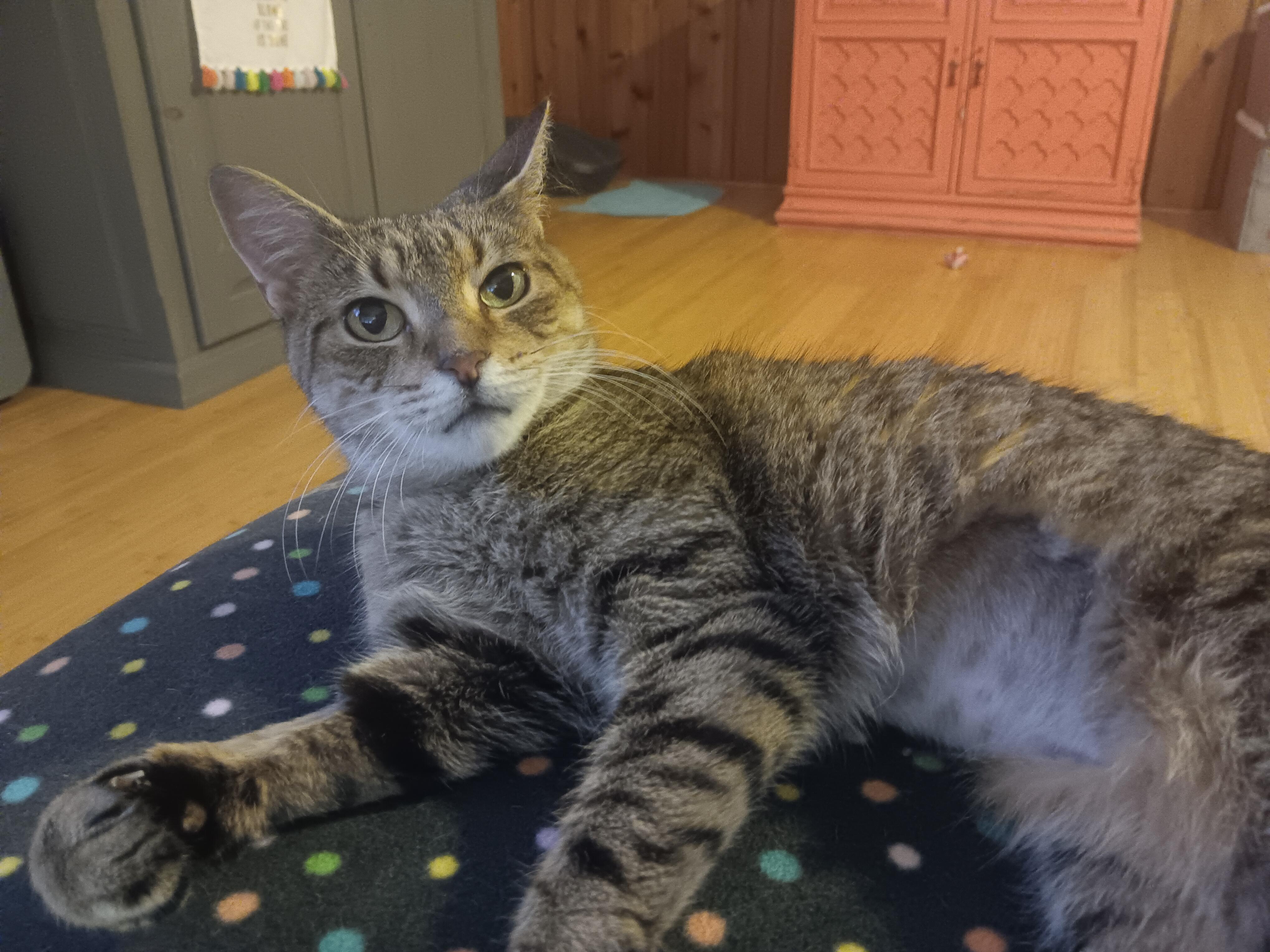 Enlarge Martha, a Adoptable Tabby in Bloomfield, NJ image 2/3