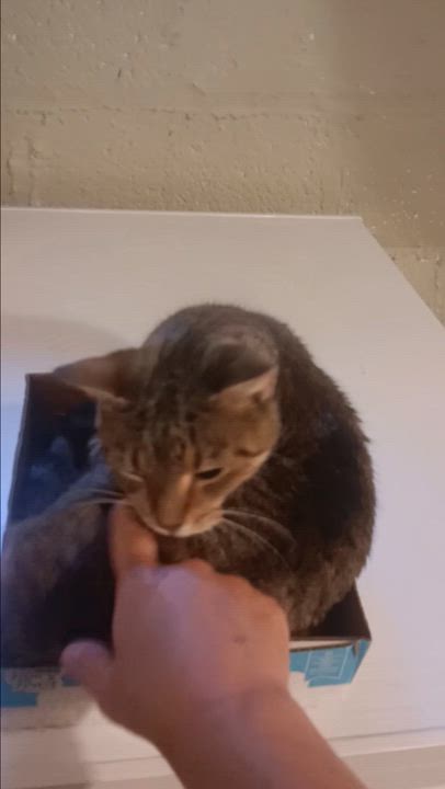 Enlarge Martha, a Adoptable Tabby in Bloomfield, NJ video 3/3