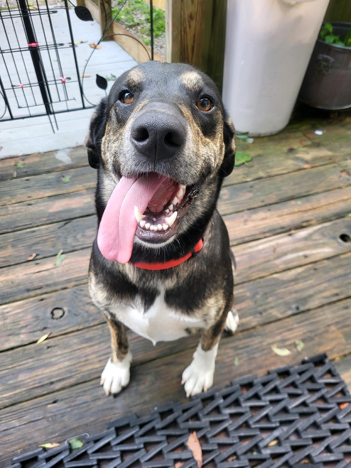 Enlarge Yona.............Fee Sponsorship, a Adoptable mixed breed in Cookeville, TN image 3/5