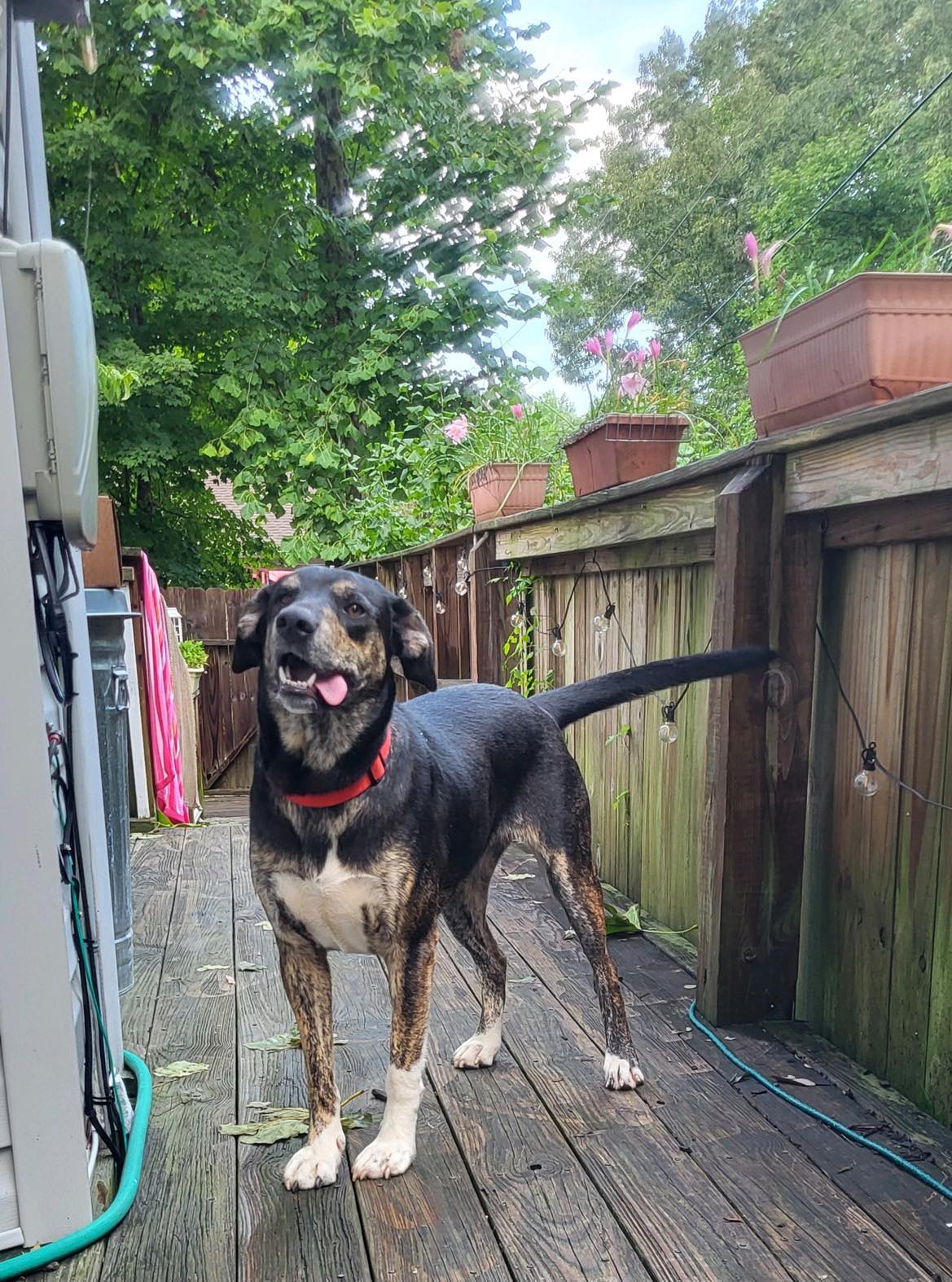 Enlarge Yona.............Fee Sponsorship, a Adoptable mixed breed in Cookeville, TN image 1/5