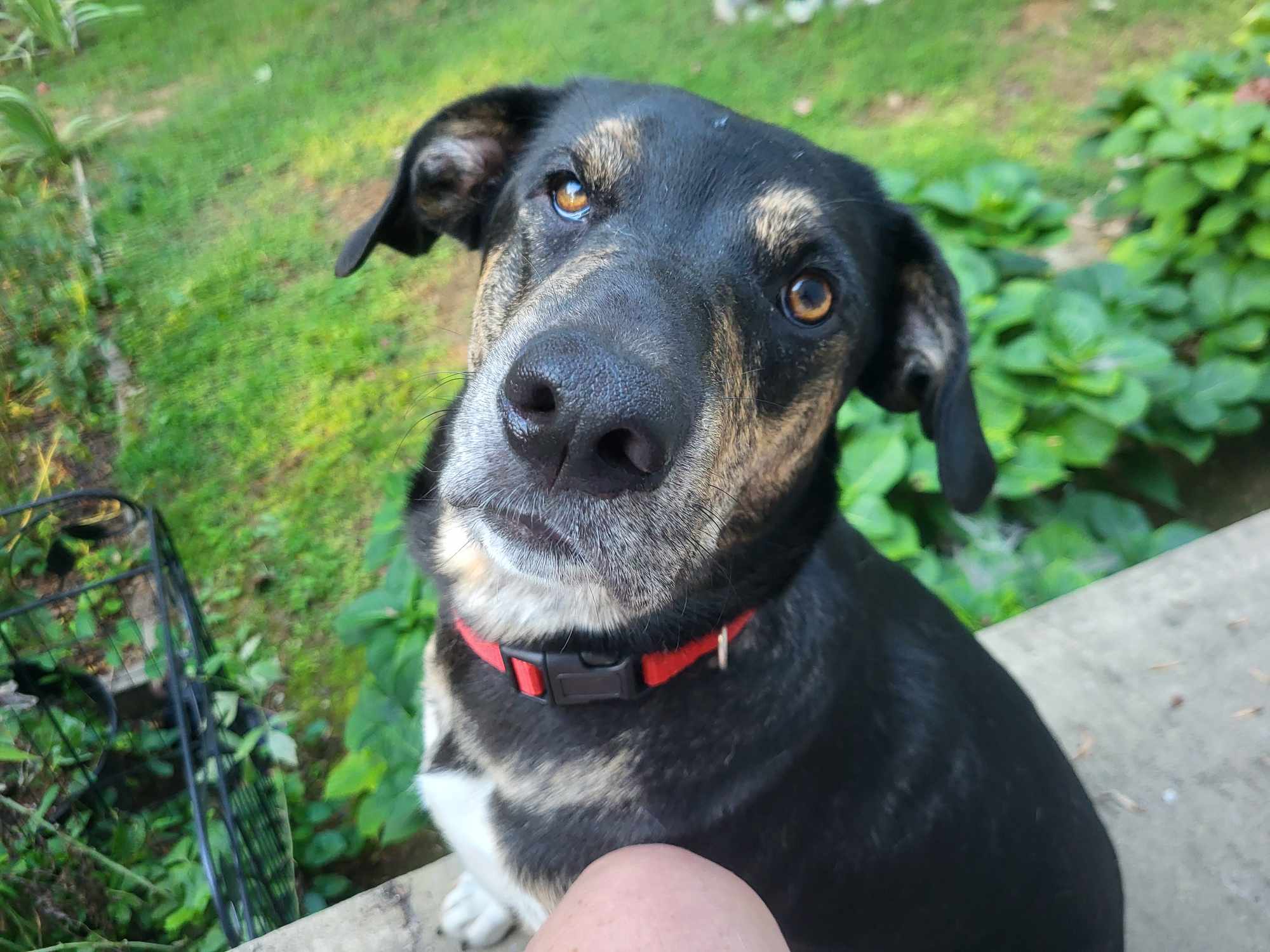 Enlarge Yona.............Fee Sponsorship, a Adoptable mixed breed in Cookeville, TN image 5/5