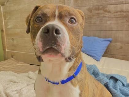 Stabler — thumbnail 2