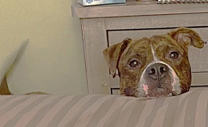 Stabler — thumbnail 3