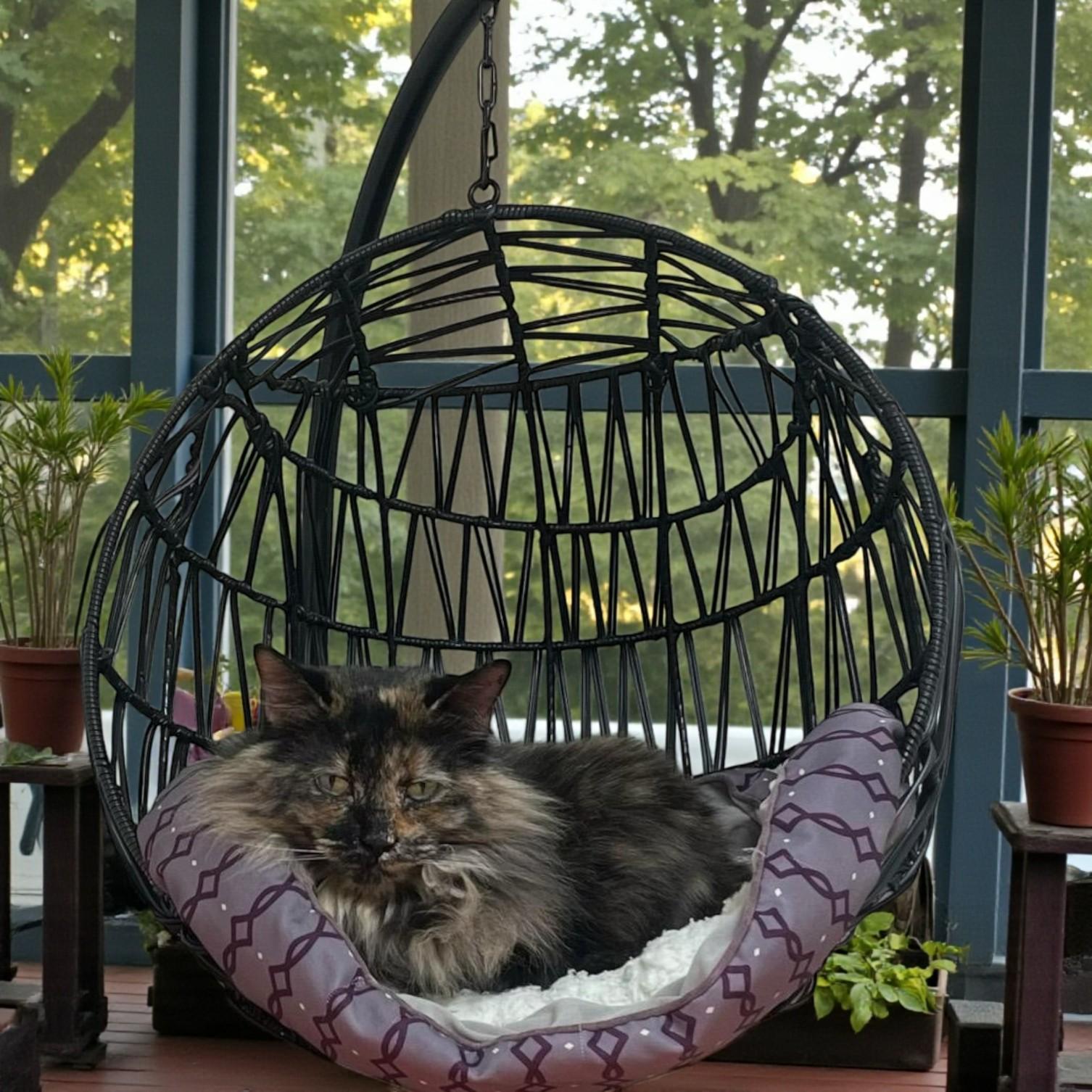 Enlarge Charlotte — Graceful, Loyal, and Ready for a Meaningful Bond, a Adoptable mixed breed in Hillsboro, TX image 5/6