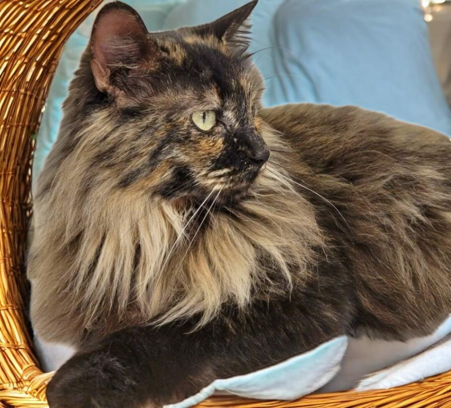 Enlarge Charlotte — Graceful, Loyal, and Ready for a Meaningful Bond, a Adoptable mixed breed in Hillsboro, TX image 1/6