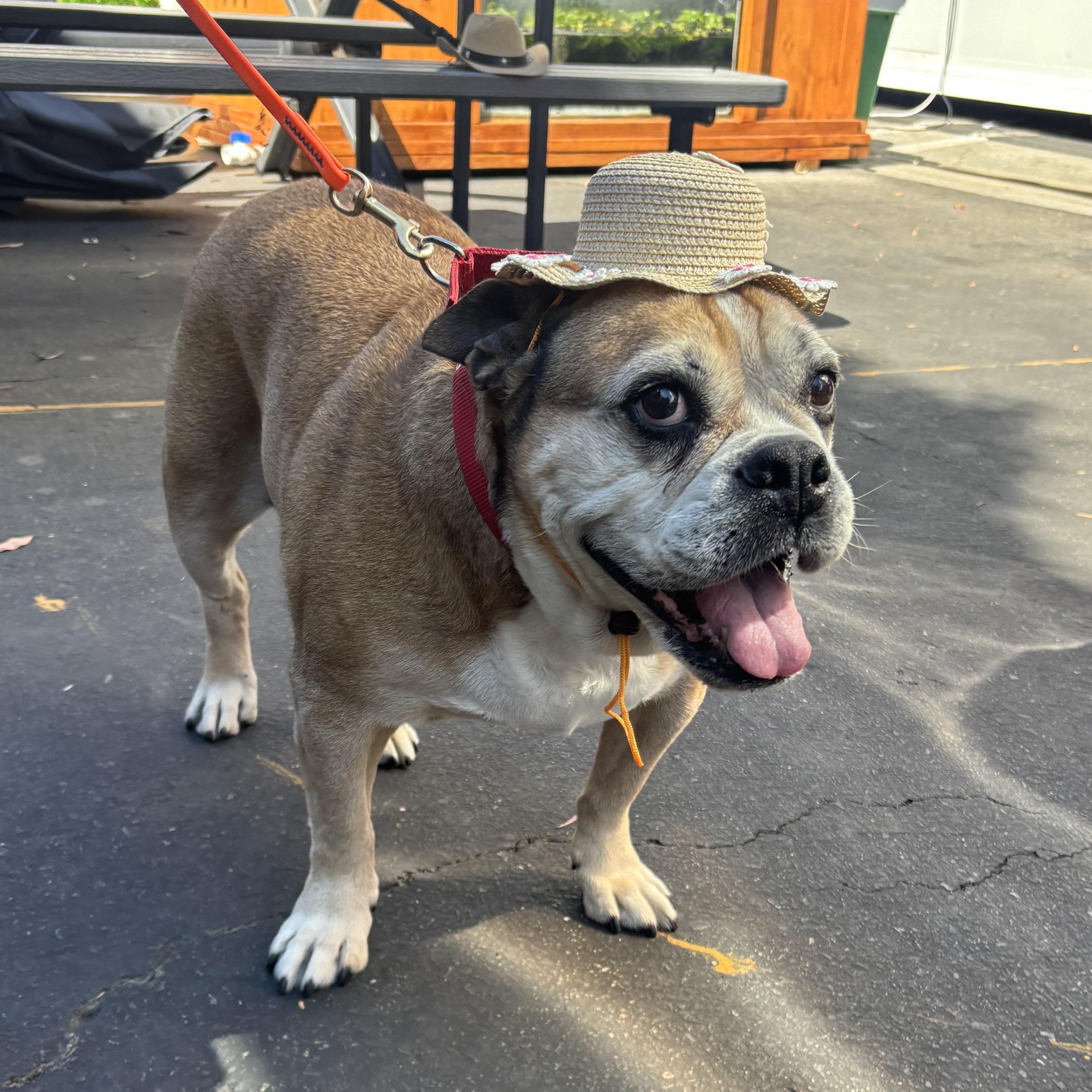 Maggie, ADOPTABLE, Senior Female English Bulldog.