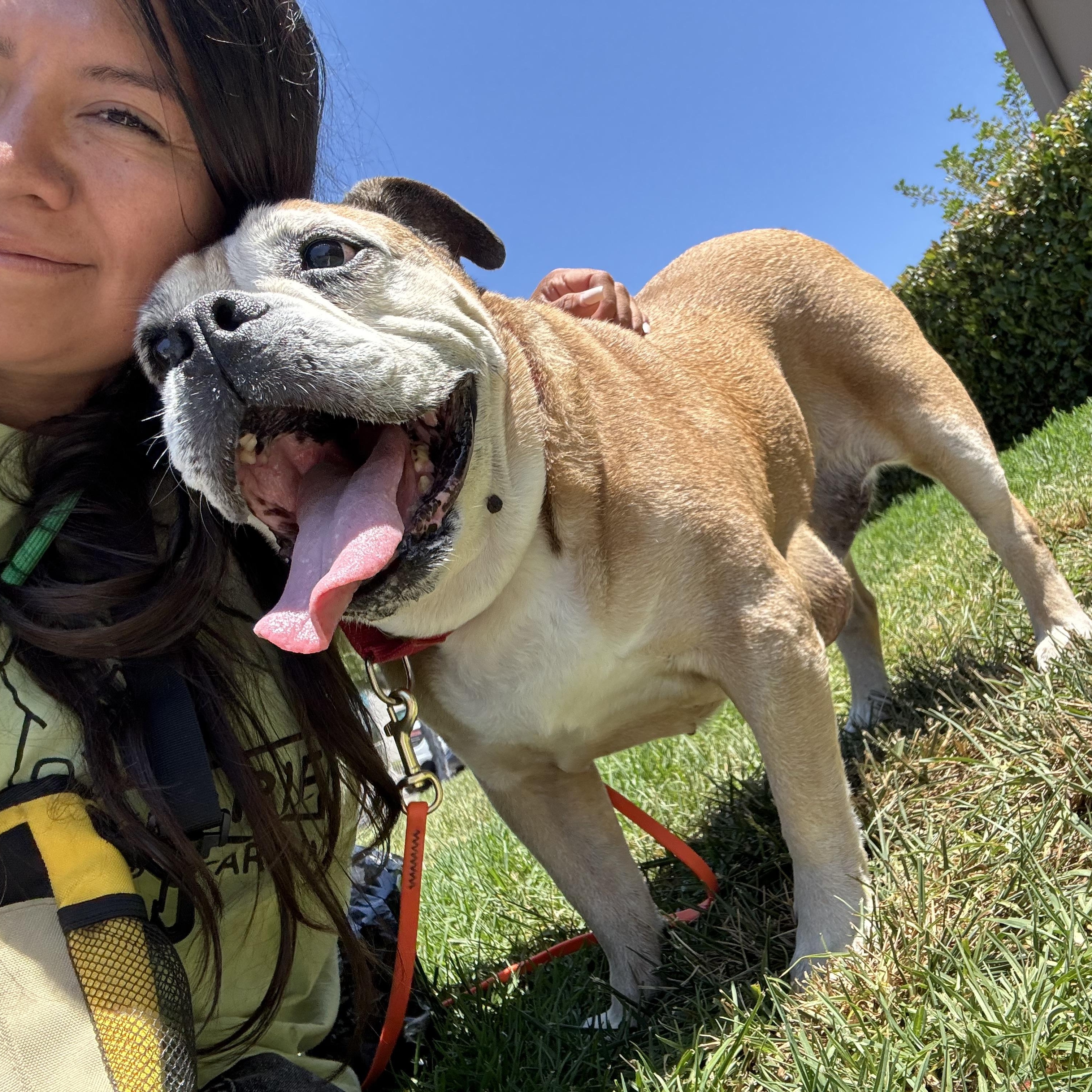 Enlarge Maggie, a ADOPTABLE mixed breed in Rancho Santa Margarita, CA image 3/4