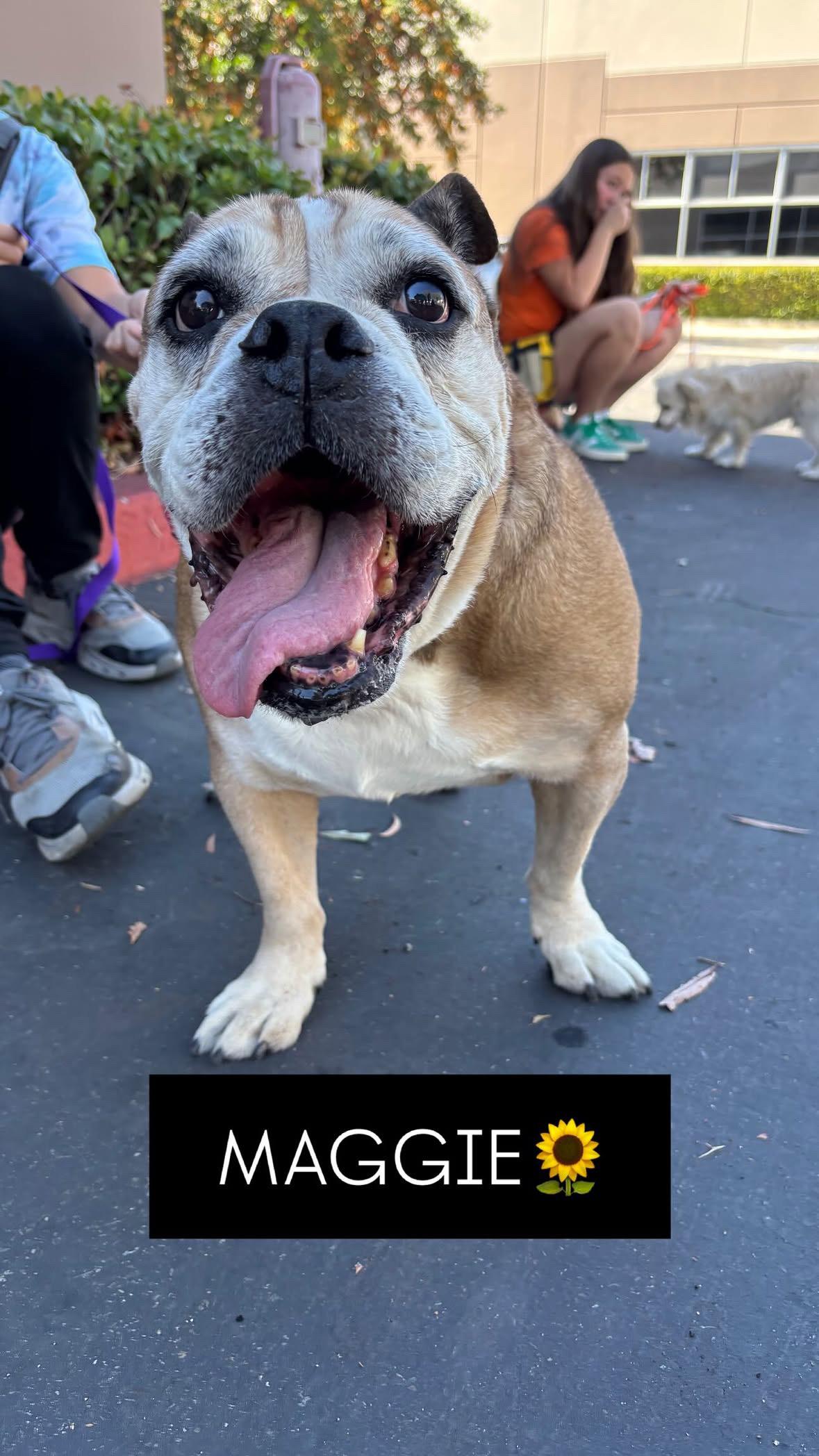 Enlarge Maggie, a ADOPTABLE mixed breed in Rancho Santa Margarita, CA image 4/4