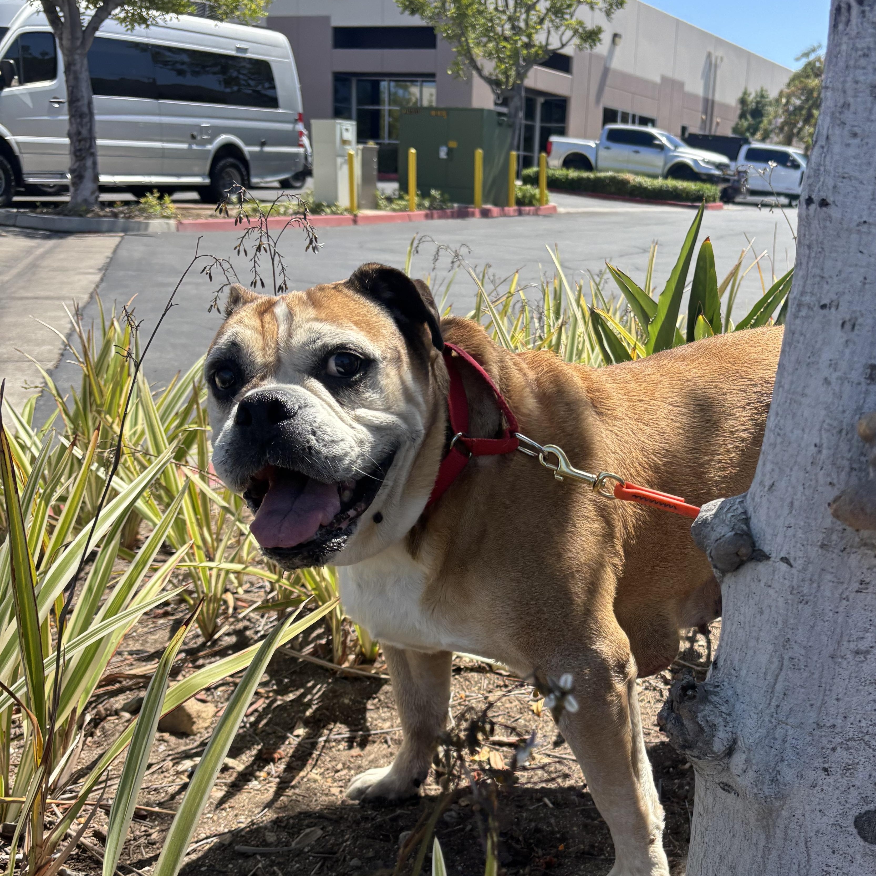 Maggie, ADOPTABLE, Senior Female English Bulldog.