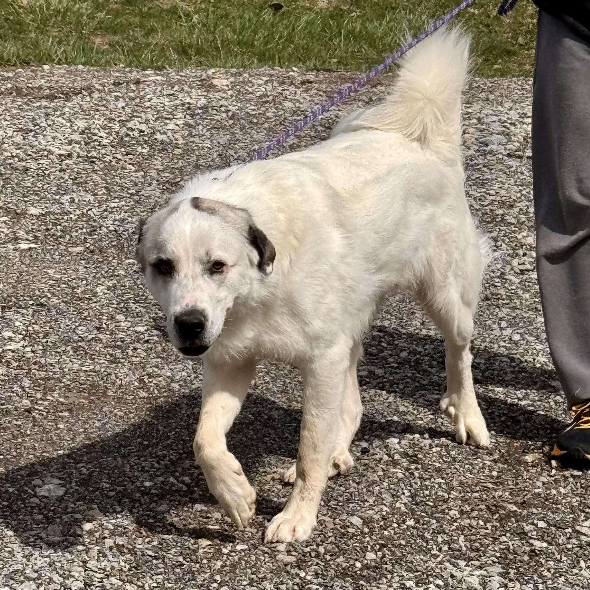 LOUIE, ADOPTABLE, Adult Male Great Pyrenees.
