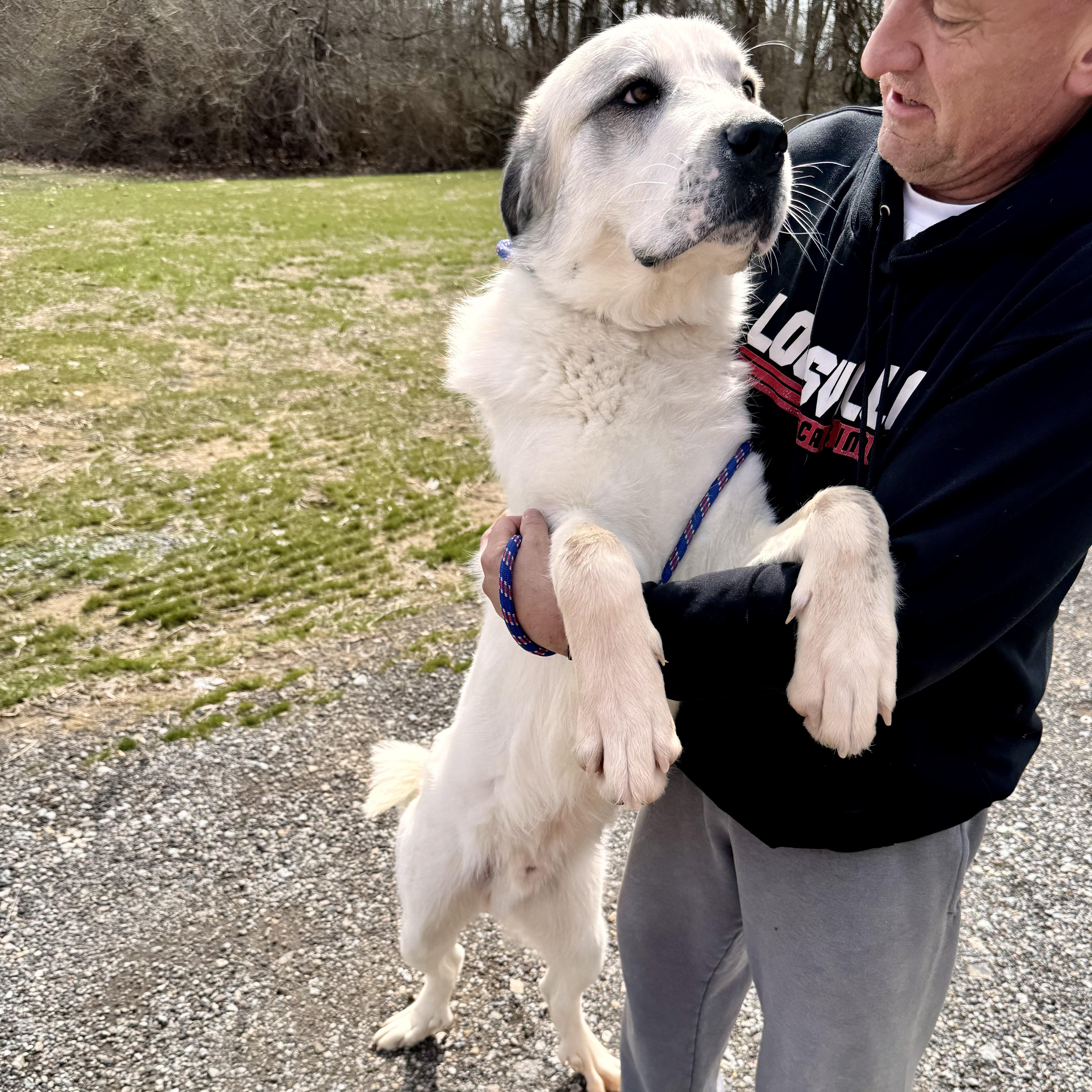 Enlarge LOUIE, a ADOPTABLE mixed breed in Wilmington, OH image 3/5