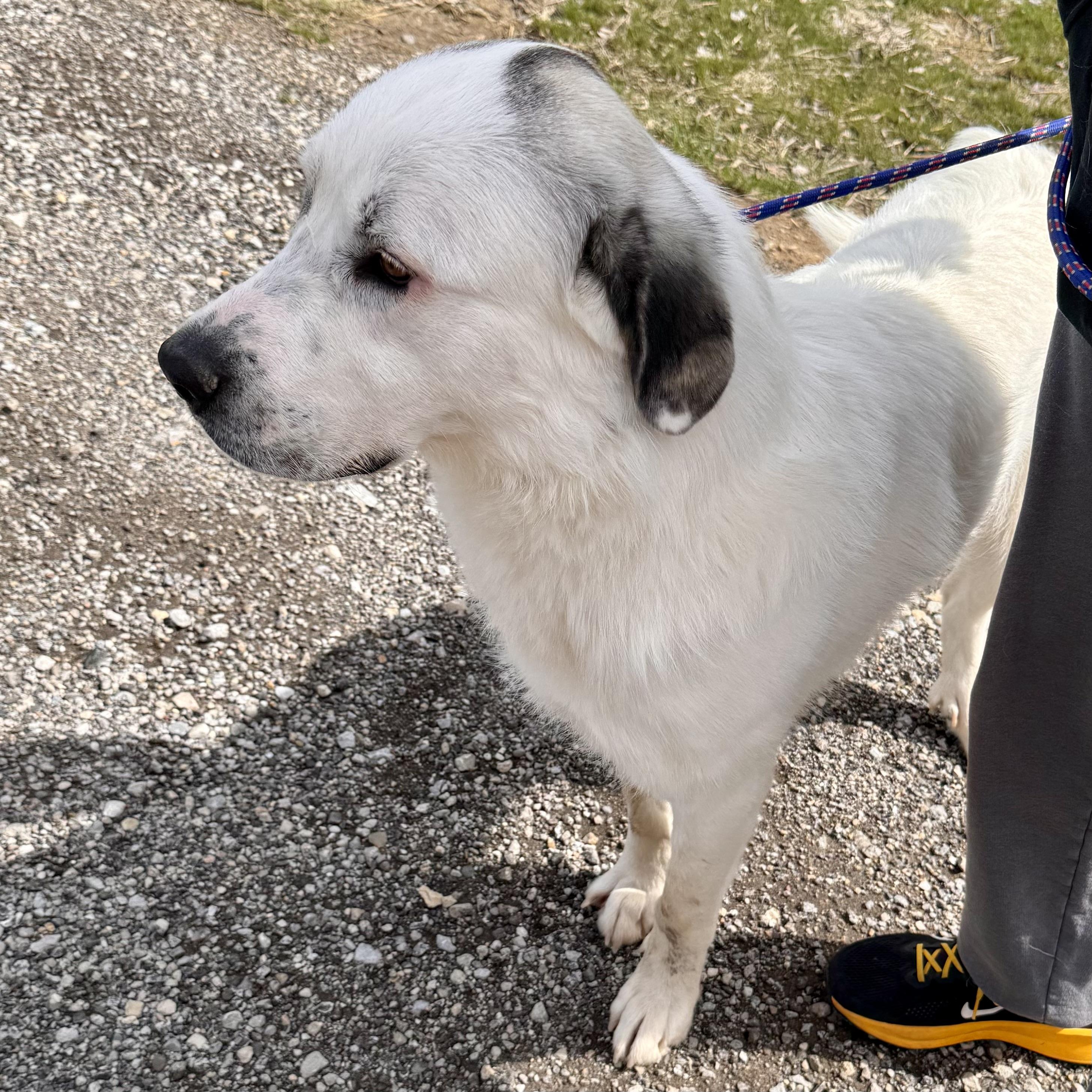 Enlarge LOUIE, a ADOPTABLE mixed breed in Wilmington, OH image 5/5