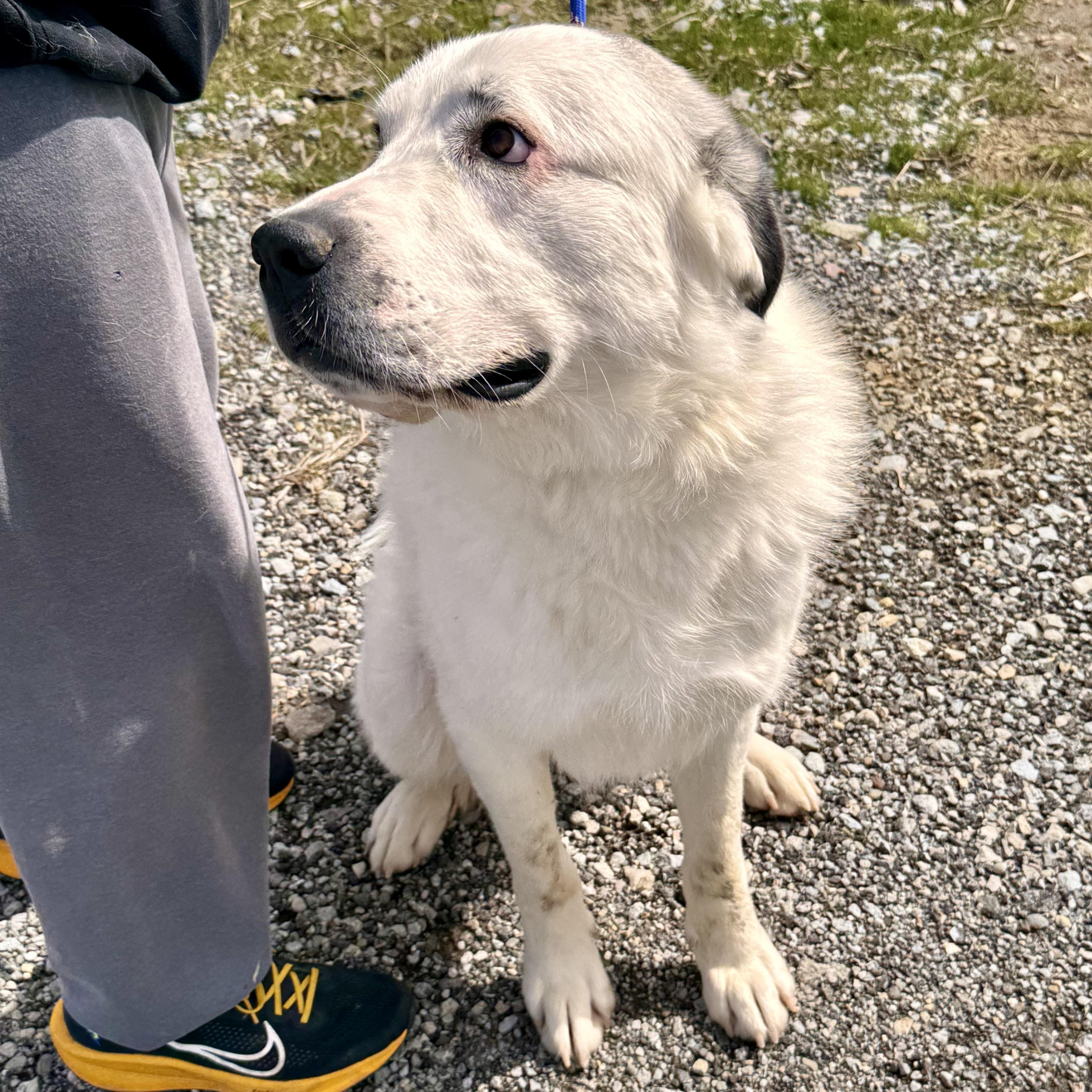 LOUIE, ADOPTABLE, Adult Male Great Pyrenees.