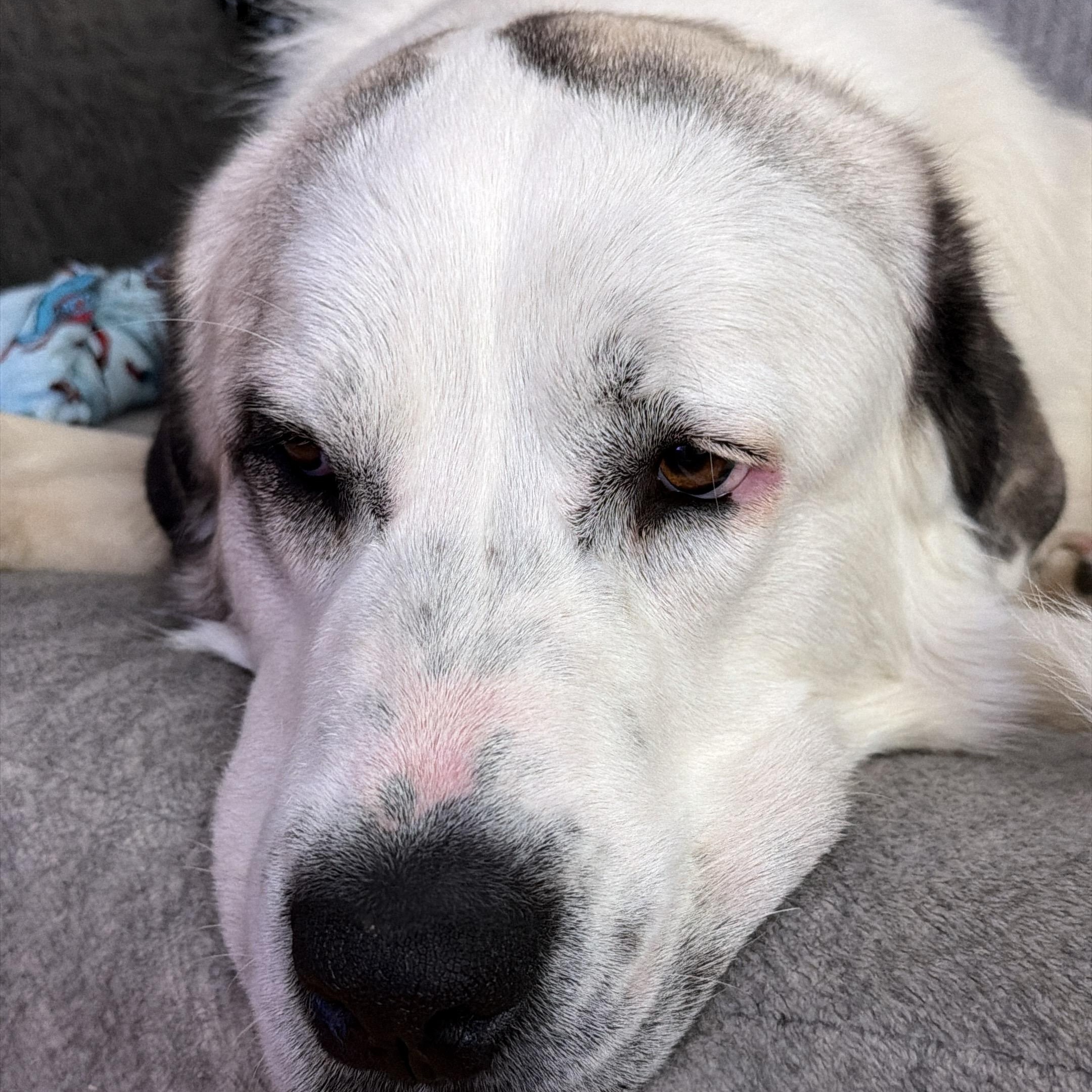 Enlarge LOUIE, a ADOPTABLE mixed breed in Wilmington, OH image 4/5