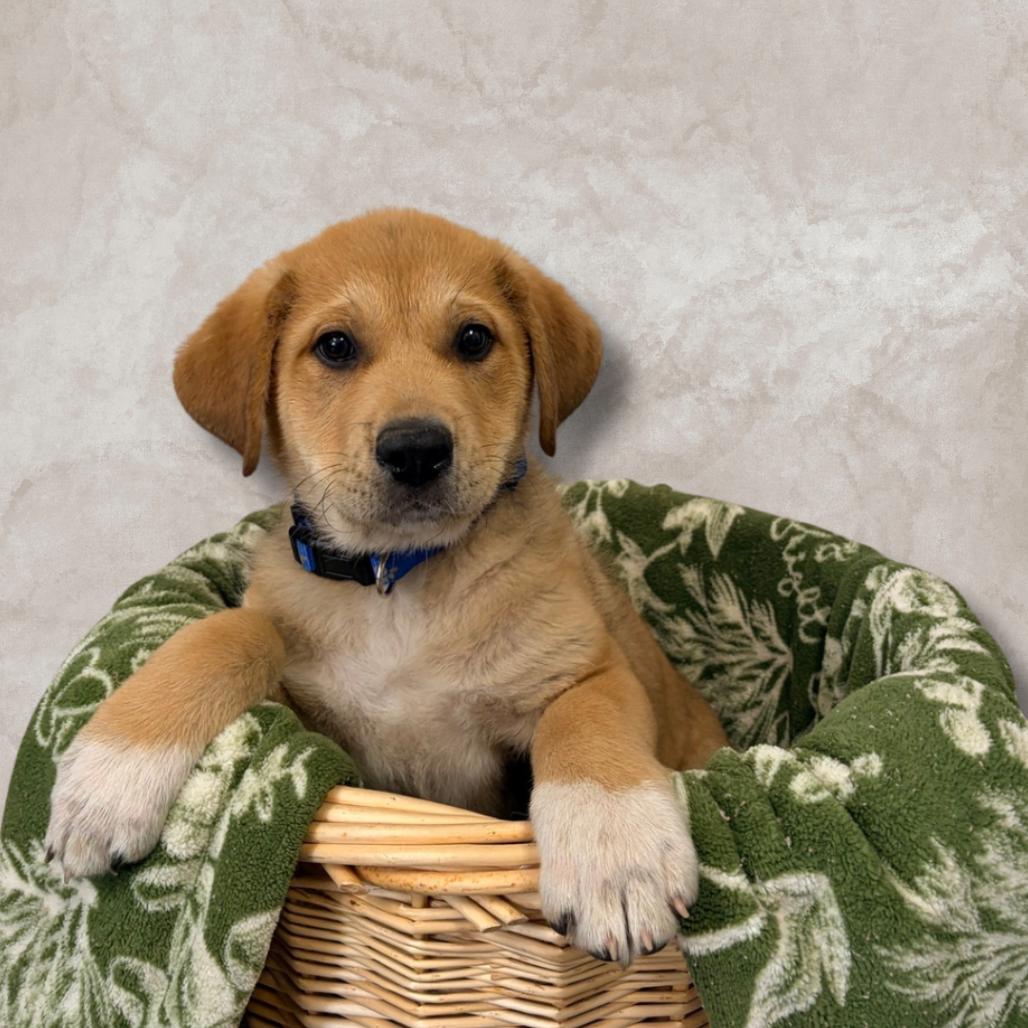 Enlarge Wybie, a Adoptable Great Pyrenees in Belleville, IL image 1/1