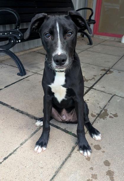 Maverick, Adoptable, Adult Male Mixed Breed & Mixed Breed.